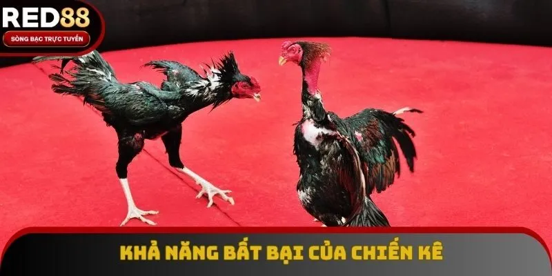 Khả năng chiến thắng của những chiến kê cực đỉnh cao Khả năng chiến thắng của những chiến kê cực đỉnh cao