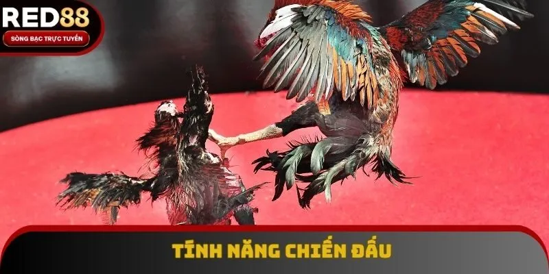 Chiến kê có khả năng chiến đấu rất tài năng Chiến kê có khả năng chiến đấu rất tài năng