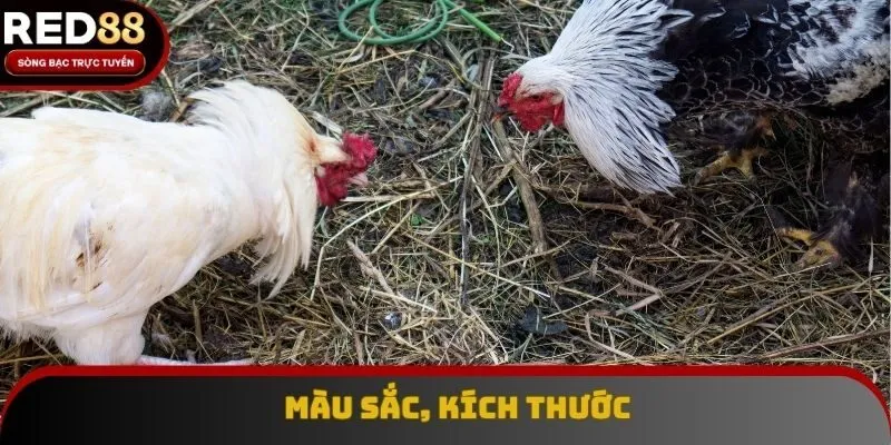 Bạn nhận diện loại vảy vấn cán thông qua màu sắc, kích thước Bạn nhận diện loại vảy vấn cán thông qua màu sắc, kích thước