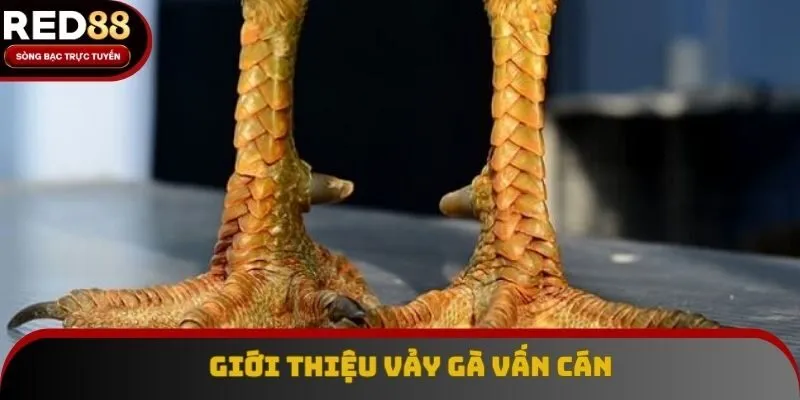 Sơ lược vảy gà vấn cán Sơ lược vảy gà vấn cán