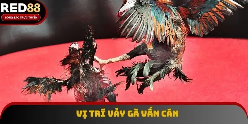 Cách phân biệt vảy của chiến kê thông qua vị trí xuất hiện Cách phân biệt vảy của chiến kê thông qua vị trí xuất hiện
